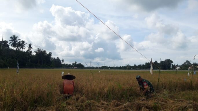 Babinsa Koramil 04/Meureubo Bantu Petani Panen Padi