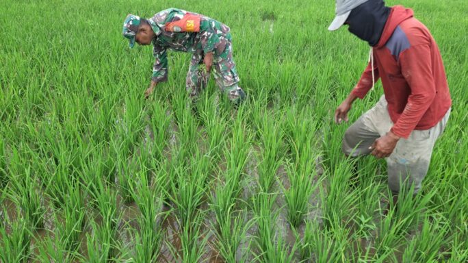 Babinsa Koramil 15/Peureulak Barat Kodim 0104/Aceh Timur Bantu Matun di Sawah