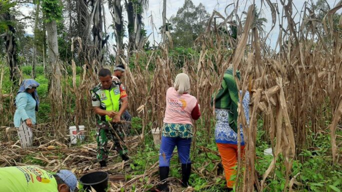 Babinsa Bantu Petani Panen Jagung Wujudkan Ketahanan Pangan Terpenuhi