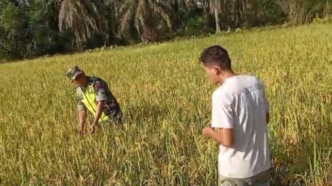 Babinsa Koramil 03/Seruway Dampingi Petani Cek Padi Yang Siap Panen