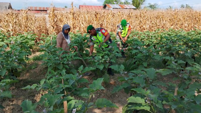 Beri Semangat Petani Babinsa Dampingi Warga Panen Terong Ungu