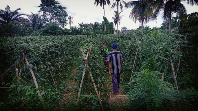 Komsos Dengan Petani, Babinsa Berikan Pendampingan Perawatan Tanaman Kacang Panjang