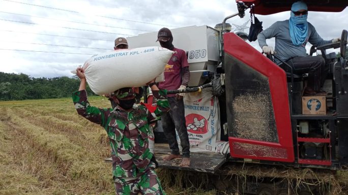 Ringankan Beban Masyarakat,Babinsa Bantu Petani Angkut Gabah di Desa Paloh Teungoh, Pidie