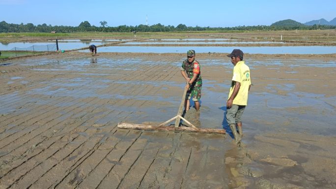 Babinsa dan BPP Gelar Penanaman Padi Perdana di Pasi Raja untuk Perkuat Ketahanan Pangan