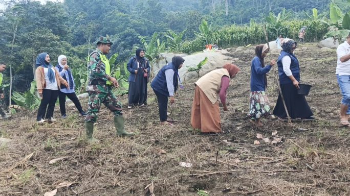 Laksanakan Pendampingan Babinsa Turun Ke Ladang Bantu Petani Tanam Jagung.