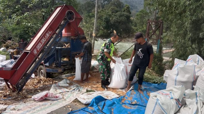 Selalu Ada Ditengah Tengah Petani Babinsa Bantu Rontok Jagung Warga.