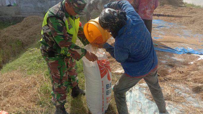 Swasembada Pangan: Babinsa Koramil 17/Idi Tunong Berpartisipasi dalam Panen Padi
