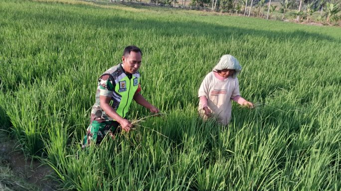 Wujudkan Swasembada Pangan, Babinsa Bantu Petani Bersihkan Rumput dan Gulma Padi