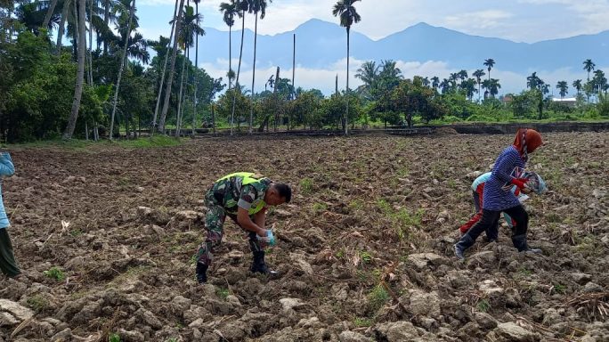 Dampingi Swasembada Pangan Babinsa Petani Petani Tanam Jagung