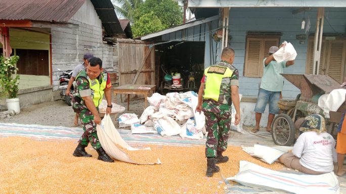 Sebagai Wujud Kedekatan Kepada Warga Desa Binaannya Babinsa Bantu Rontok Jagung