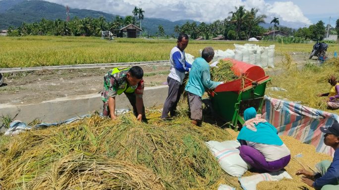 Babinsa Koramil 04/ Babussalam Bantu Petani Rontok Padi Usai Panen.