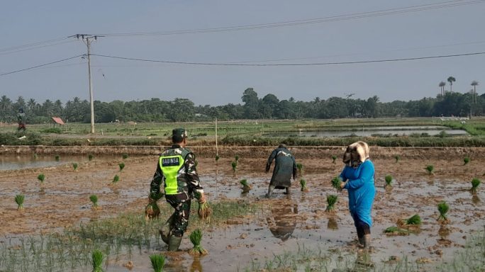 Bersama Petani, Babinsa Koramil 04/Plk Gerakkan Ketahanan Pangan dari Desa