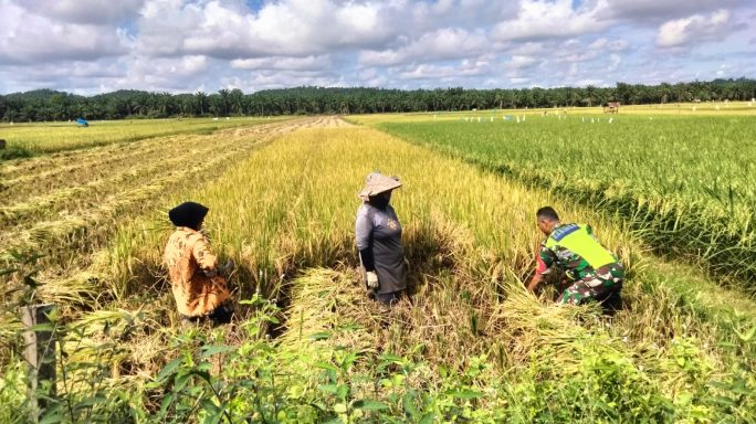 Sertu Asrian Toni Babinsa Desa Tempeun, Hadir di Tengah Masyarakat, Bantu Panen Padi