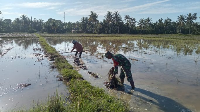 Serda Zumadil Babinsa Koramil 21/Mdt Berkontribusi dalam Pembersihan Sawah