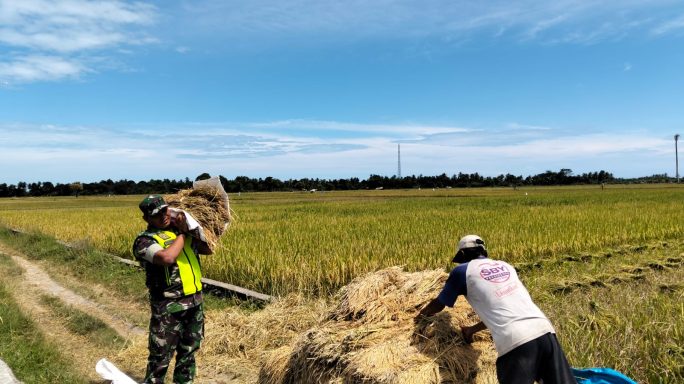 Babinsa Koramil 04/Peureulak Turun Sawah, Semangati Petani Panen Padi di Cot Geulumpang