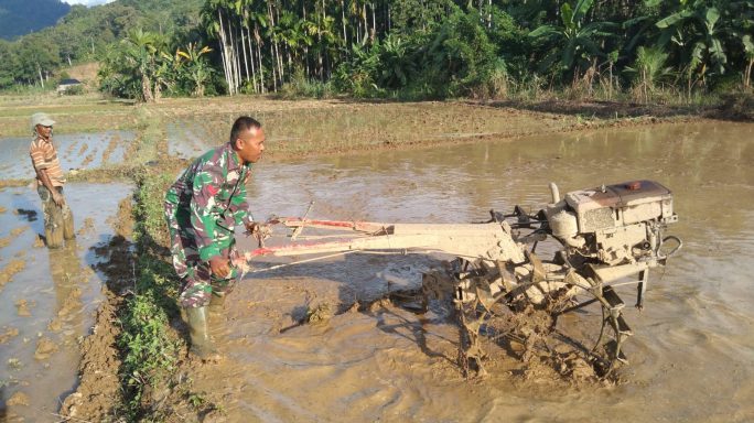 Dukung Ketahanan Pangan, Babinsa Kodim 0107/Aceh Selatan Turun ke Sawah Bantu Petani