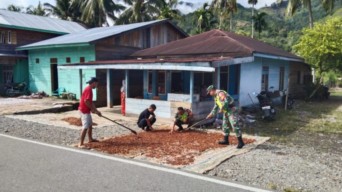 Jalin Kekompakan Dengan Warga Masyarakat Babinsa Bantu Jemur Coklat.