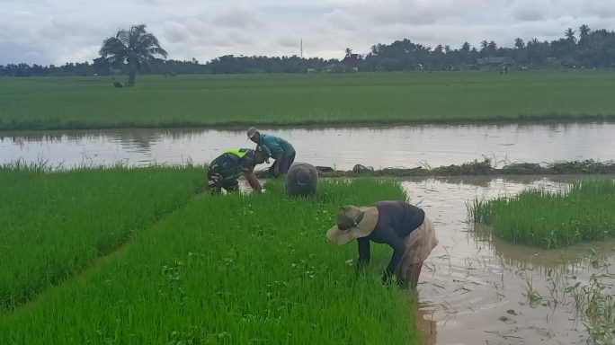 Penuh Semangat Babinsa Koramil 09/Banda Mulia Bantu Petani Cabut Benih Padi