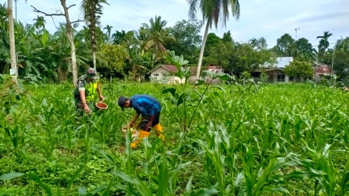 Wujud Kepedulian, Babinsa Koramil 08/Rantau Bantu Petani Pupuk Jagung