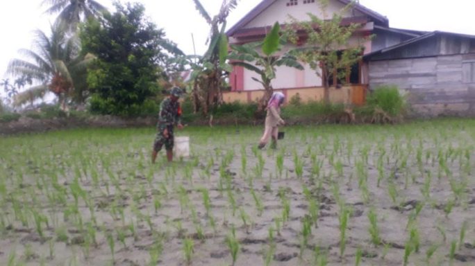 Agar Tumbuh Subur Babinsa Bantu Petani Pupuk Tanaman Padi