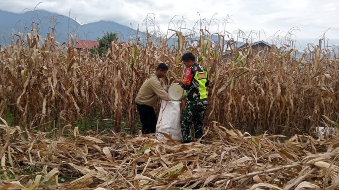 Tingkatkan Ketahanan Pangan Babinsa Bantu Warga Desa Binaan Panen Jagung