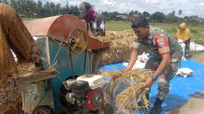 Babinsa Koramil 16/Pdw Bantu Panen Padi, Wujud Manunggal TNI dengan Rakyat di Desa Bukit Kuta
