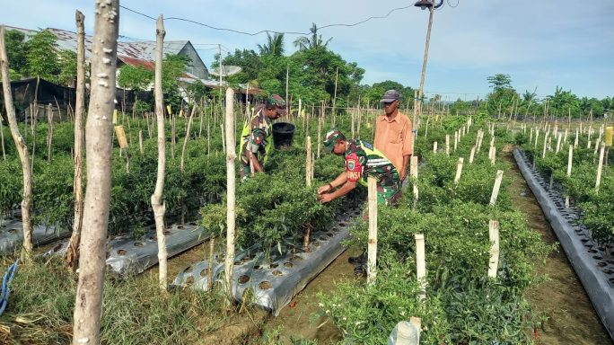 Babinsa Koramil 04/Pidie Dampingi Petani dalam Pemupukan dan Perawatan Tanaman Cabai di Desa Dayah Teungoh