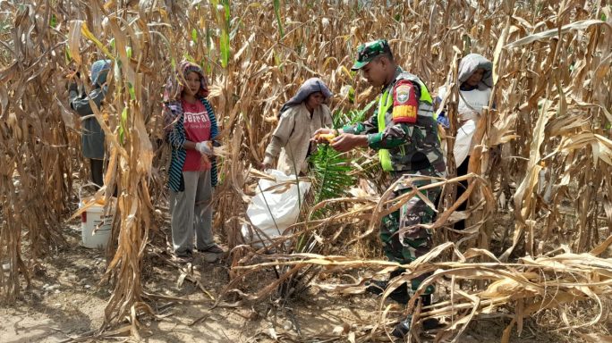 Hadir Dan Sukseskan Ketahanan Pangan Babinsa Dampingi Petani Panen Jagung