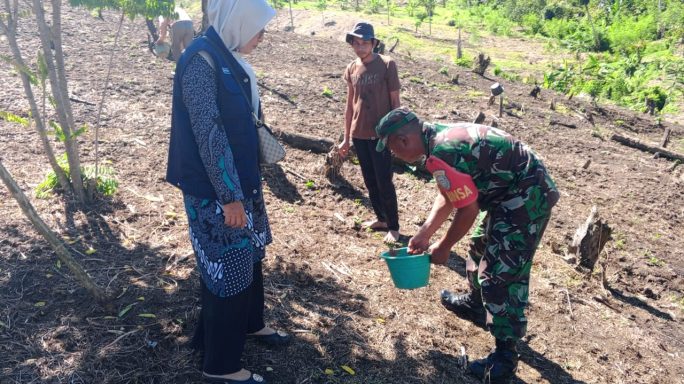 Kolaborasi Babinsa dan Penyuluh Pertanian Dampingi Petani Tanam Jagung di Desa Mampree Tiro