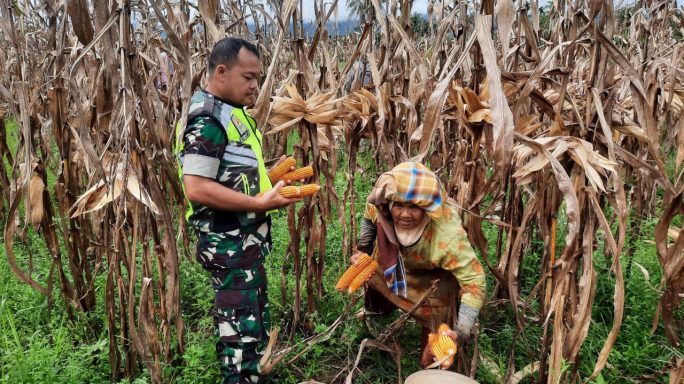 Babinsa 0108-02 / Bambel Membantu Masyarakat Panen Jagung