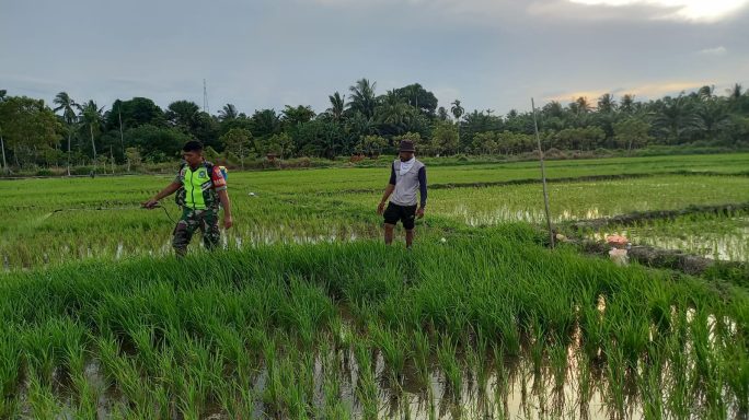 Serda Suyanto Turun Langsung Bantu Penyemprotan Padi untuk Tingkatkan Hasil Pertanian di Seuneubok Peunteut