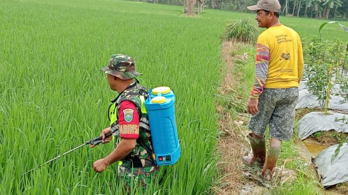 Antisipasi Hama Padi, Sertu Jepri Hartoni Bantu Petani Semprot Tanaman Padi