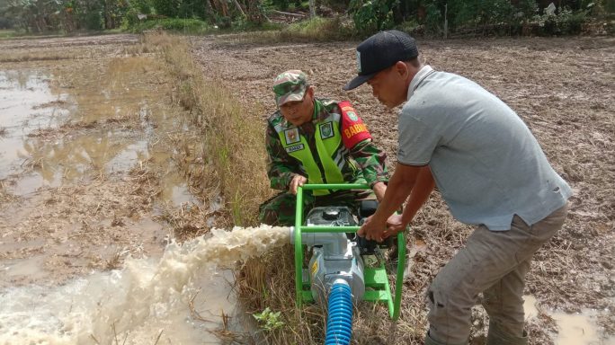 Pendampingan Pompanisasi Babinsa Koramil 08/Rantau Kepada Petani Binaan