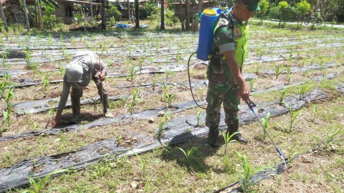 Babinsa Bantu Petani Semprot pupuk Cair Tanaman Jagung