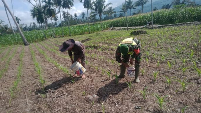 Bantu Petani Pemupukan Tanaman Jagung Wujud Pendampingan Babinsa Di Lapangan