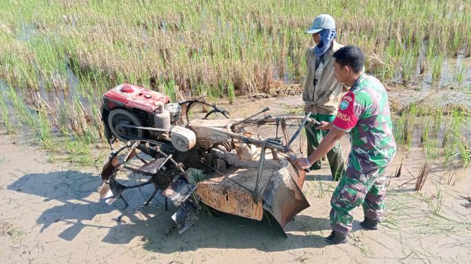 Pengabdian Serda Pirdaus Babinsa Koramil 05/Idr di Sawah Desa Buket Pala