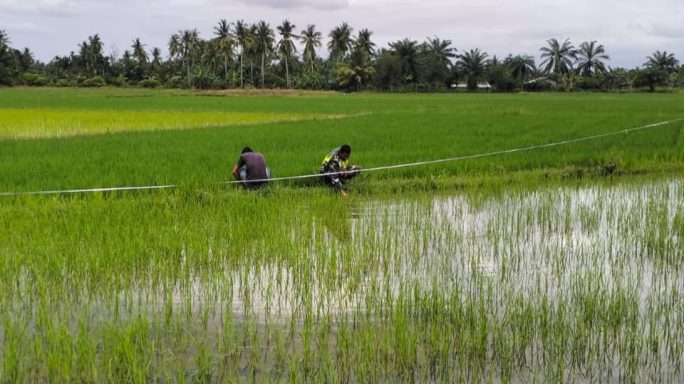 Peran Aktif Babinsa Koramil 04/Bendahara Dampingi Petani Pantau Perkembangan Tanaman Padi