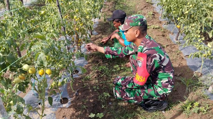 Menjalankan Program Pemerintah Dukung Ketahanan Pangan, Babinsa Klieng Cut Aron Bantu Petani Melon Pasang Lanjaran