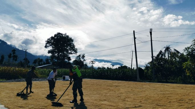 Wujud Pendampingan Ke Petani Babinsa Bantu Jemur Padi