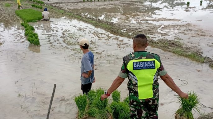 Babinsa Koramil 03/Seruway Turun Sawah Bantu Angkat Bibit Padi Kelompok Tani Terpadu