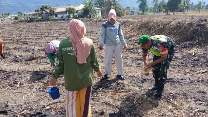 Tingkatkan Ketahanan Pangan, Babinsa Koramil 0108-02/Bambel Dampingi Petani Tanam Jagung