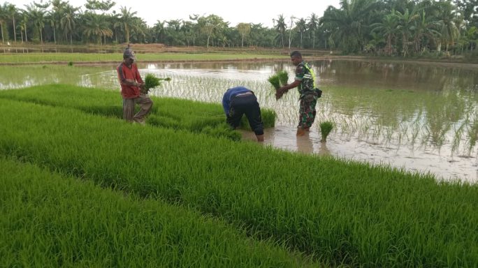 Bantu Petani Mencabut Bibit Padi, Serka Darmi Terjun Langsung Ke Sawah