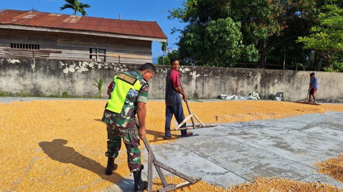 Panen Jagung Usai Babinsa Bantu Jemur Jagung Warga Desa Binaan.