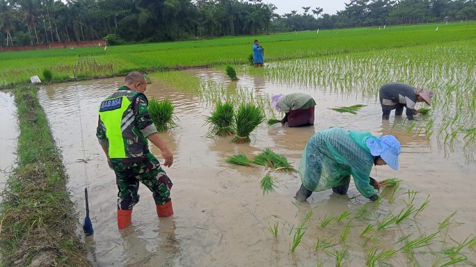 Dukung Ketahanan Pangan Wilayah, Babinsa Koramil 03/Seruway Bantu Petani Tanam Padi