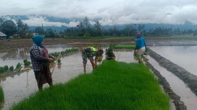 Semangat Babinsa Posramil Tanoh Alas Bantu Petani Cabut Benih Padi