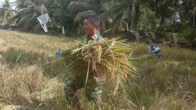 Babinsa Datang Bantu Panen Padi Petani Pun Senang