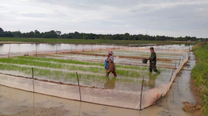 Babinsa Desa Paya Demam Peut Terjun Langsung dalam Perawatan dan Pemupukan Bibit Padi