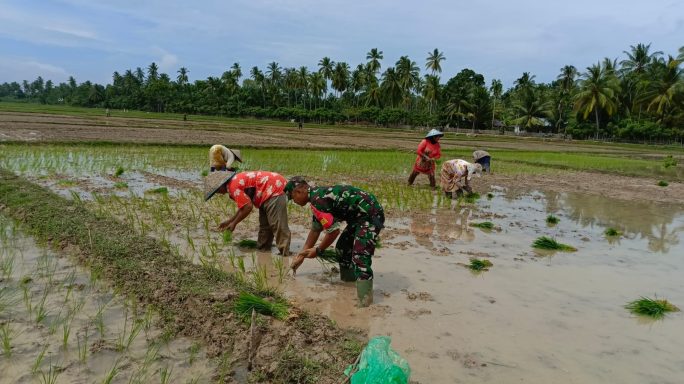 Serda Mardiansyah Berikan Dukungan Fisik dan Semangat kepada Petani dalam Kegiatan Tanam Padi di Sawah