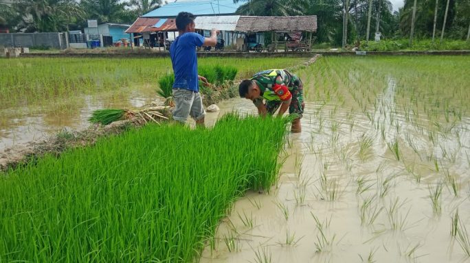 Percepat Masa Tanam, Babinsa Bantu Petani Cabut Benih Padi Milik Warga Desa Binaan