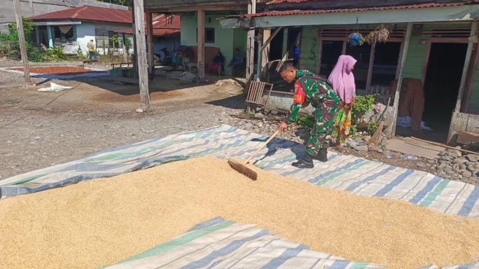 Wujud Pendampingan Ke Petani Babinsa Bantu Jemur Padi Warga Desa Binaan